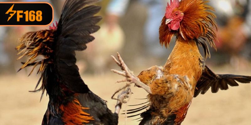 Bắt kèo cho các chiến kê cực đã