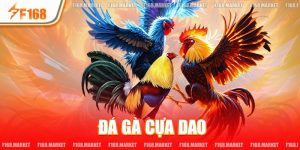 Đá Gà Cựa Dao - Mãn Nhãn Cùng Giải Đấu Chuyên Nghiệp