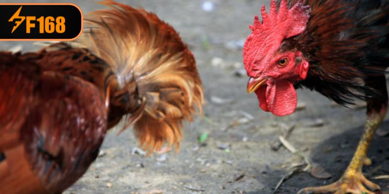 Những điểm then chốt khi phân tích kèo chọi kê