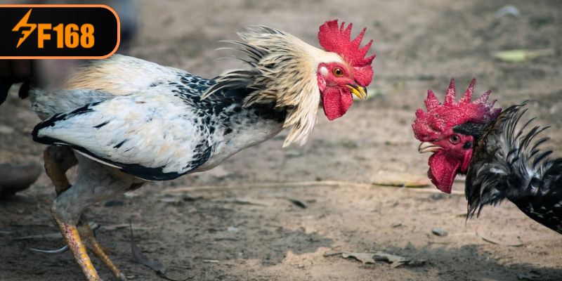 2 sân chơi chính thức trên sảnh đá gà F168