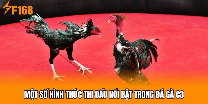 Một số hình thức thi đấu nổi bật trong đá gà C3