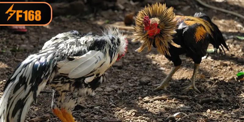Lựa chọn chiến kê hay theo các đặc điểm riêng biệt