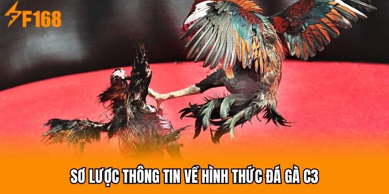Sơ lược thông tin về hình thức đá gà C3
