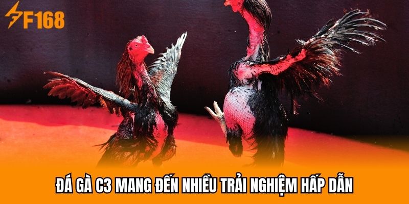 Đá gà C3 mang đến nhiều trải nghiệm hấp dẫn